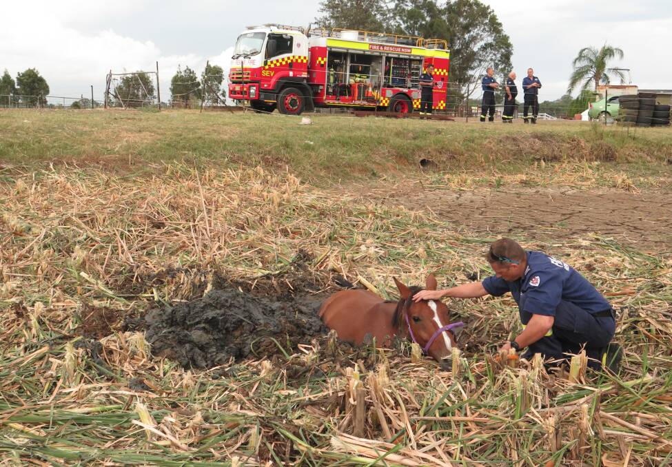 Moose had to be rescued after getting stuck in mud at Riverstone on January 26. Pictures: Fire and Rescue NSW.