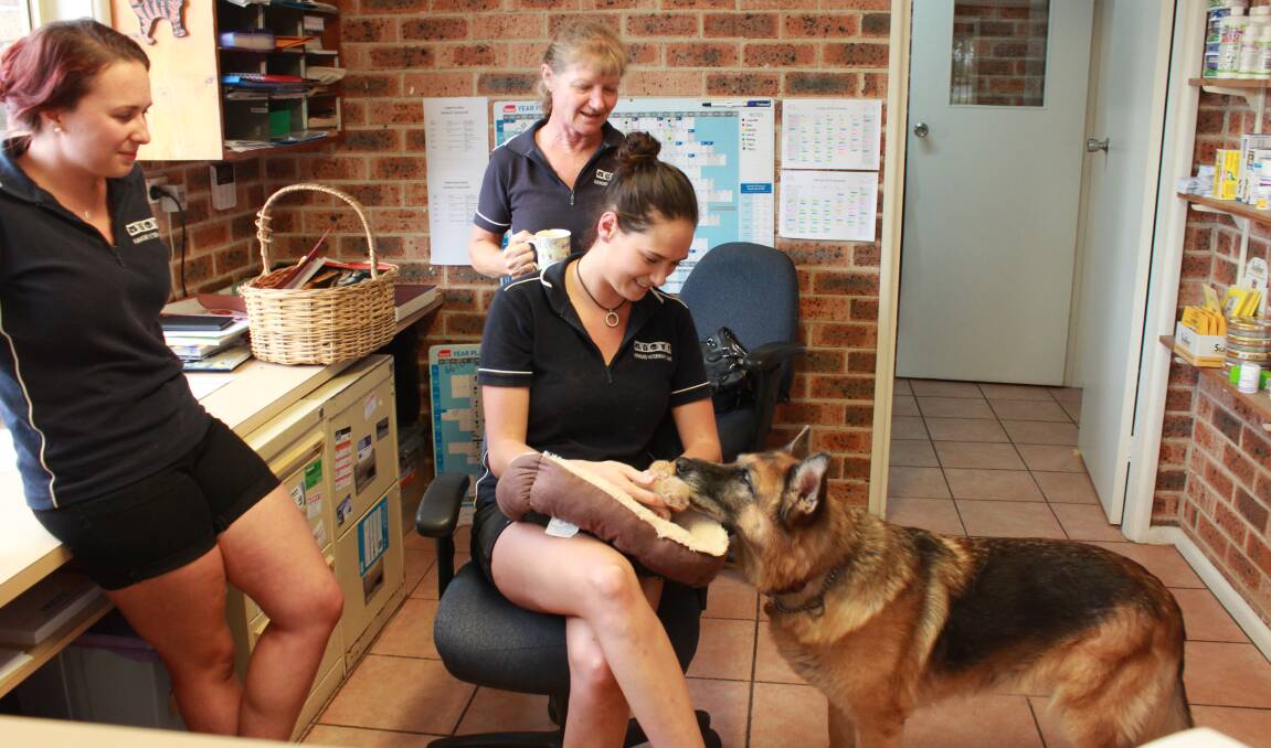 Carers: Lana Babzogli, Dr Louise Nutman and Olivia Keith watch on as Elka the 13-year-old German Shepherd checks over her charges at the clinic.