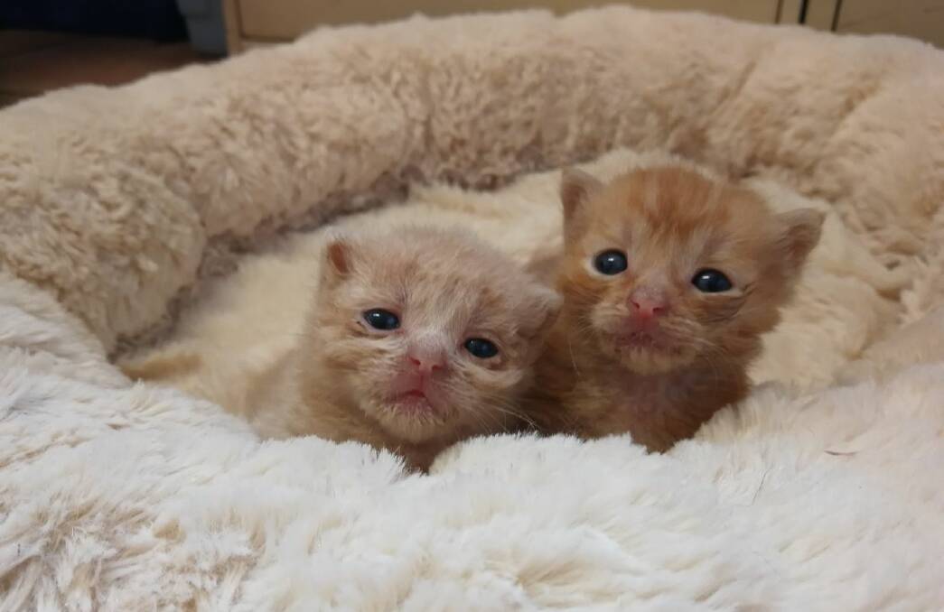 Thriving: The two kittens being cared for at Kurmond Veterinary Clinic after being dumped at a Putty Road truck stop need names. Picture: Supplied.