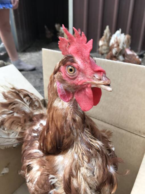 Mass re-homing of battery hens in the Blue Mountains Sunday March 18