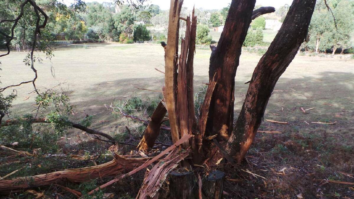 A tree was damaged by lightning in Brown Hill on Saturday night. Picture: Jackie McPhan