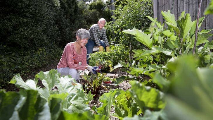Sharing: Neighbours Jennifer Yeats and Allan O'Neil harvest vegetables from a communal vegetable garden growing in a thin strip of land at their unit development in Yarralumla. Photo: Jeffrey Chan