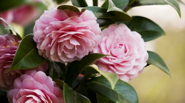 Camelias: Choose "mid to late" bloomers and they'll flower from midwinter through to spring.