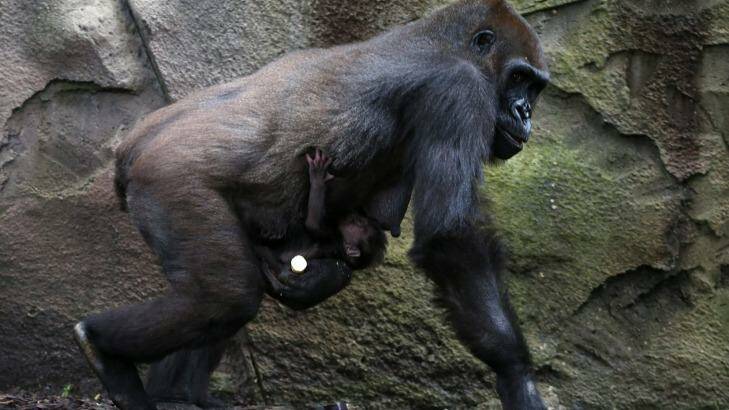 A baby western lowland gorilla clings to his mother, Frala, at Taronga Zoo. Photo: Rick Rycroft