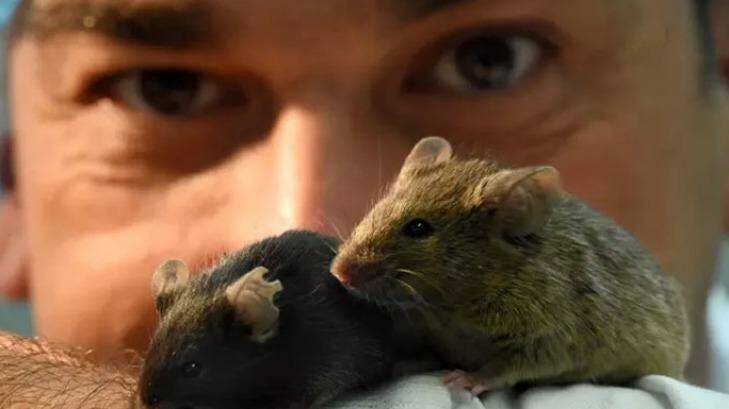 Associate Professor Sof Andrikopoulosof Melbourne University fed a version of the Paleo diet to some fat mice. Photo: University of Melbourne