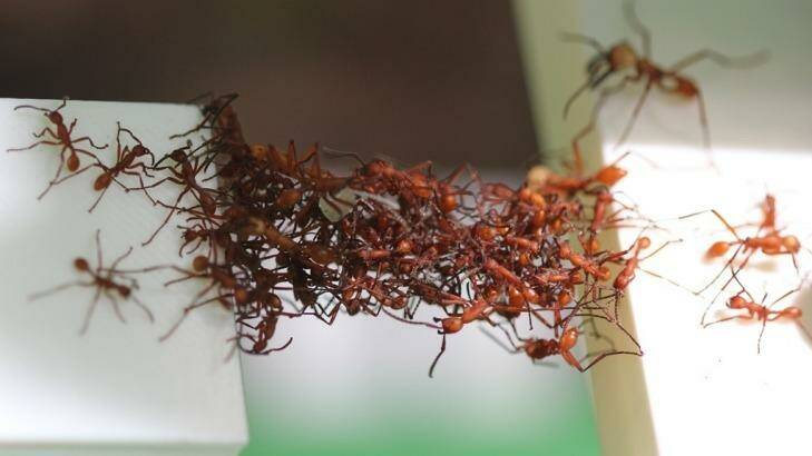 Ants use their bodies to bridge two table tops. Photo: Chris Reid