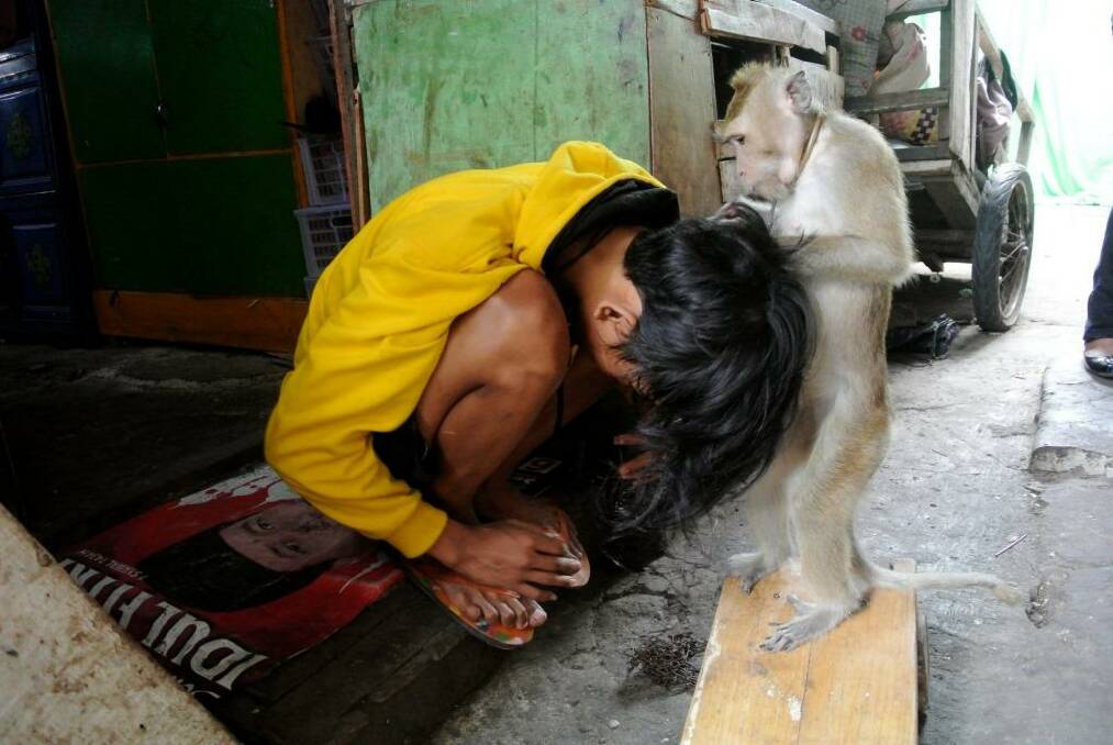 A performing monkey picks lice for his owner in Jakarta. Photo: Michael Bachelard