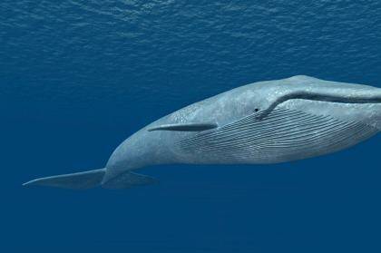 Seismic testing by oil and gas companies is exposing the blue whale to toxic levels of  noise pollution. Photo: MR1805