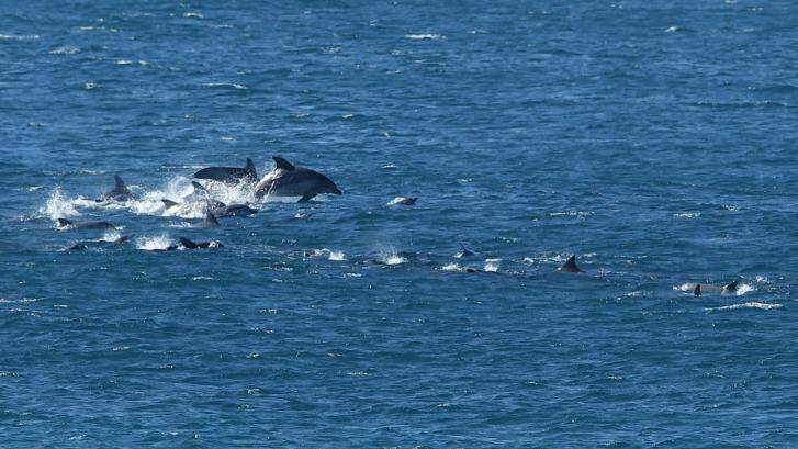A pod of dolphins swims off Coogee Beach.  Photo: Wolter Peeters 