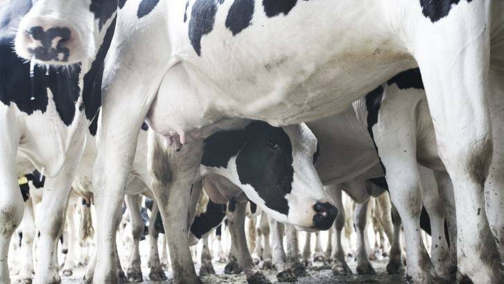 Murray Goulburn has announced an increase in payments to dairy farmers. Photo: Louie Douvis