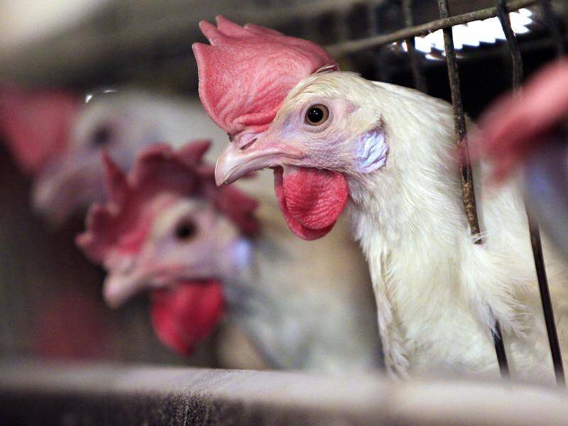 Draft poultry welfare standards have attracted more than 100,000 submissions from the public (file).
