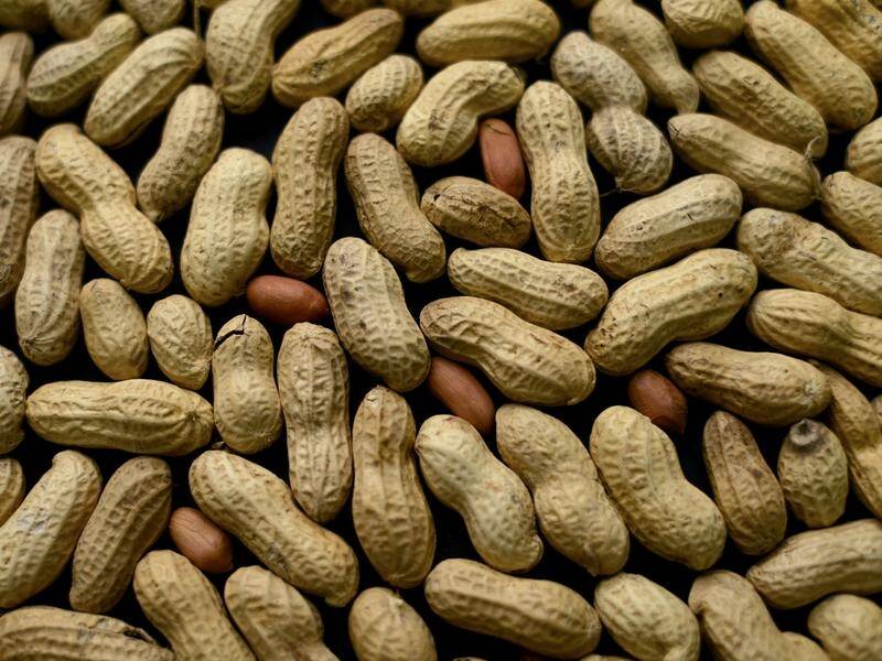 The first treatment to help prevent serious allergic reactions to peanuts may be on the way.