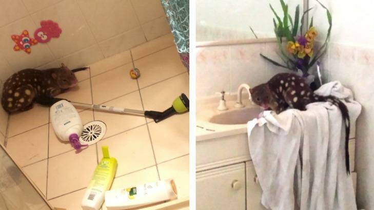 There's a tiger quoll in my bathroom! Photo: Supplied