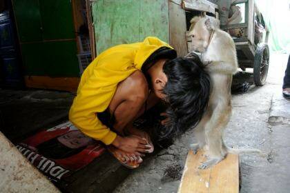 A performing monkey picks lice for his owner in Jakarta. Photo: Michael Bachelard