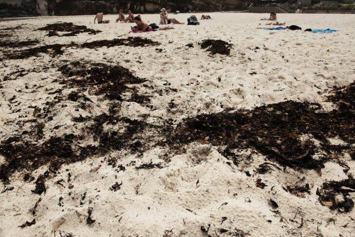 SYDNEY, AUSTRALIA, SMH - January 9: Seaweed washed up Tamarama Beach on December 9, 2017 in Sydney, Australia.  (Photo by Christopher Pearce/Fairfax Media)