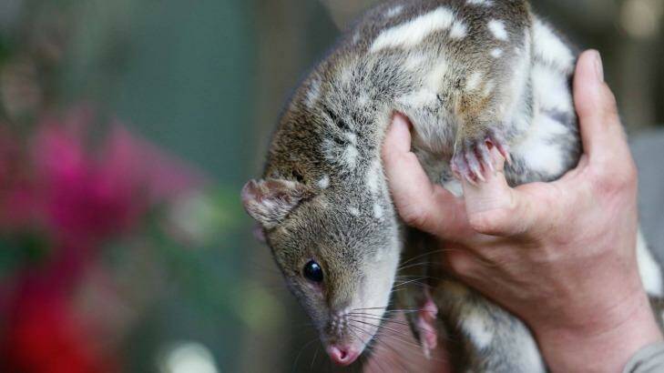 A tiger quoll, photographed at Featherdale Wildlife Park in Sydney. Photo: Peter Rae 