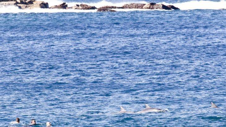 A pod of up to 50 dolphins seemed delighted to frolic with swimmers between the coast and Wedding Cake Island off Coogee Beach on Monday. Photo: Nick Andrews, smh.com.au reader
