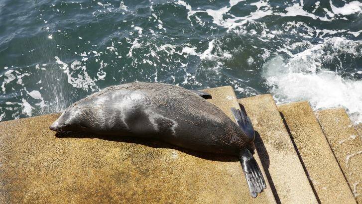 The New Zealand fur seal is believed to have arrived at the Opera House about 4am. Photo: Jessica Hromas