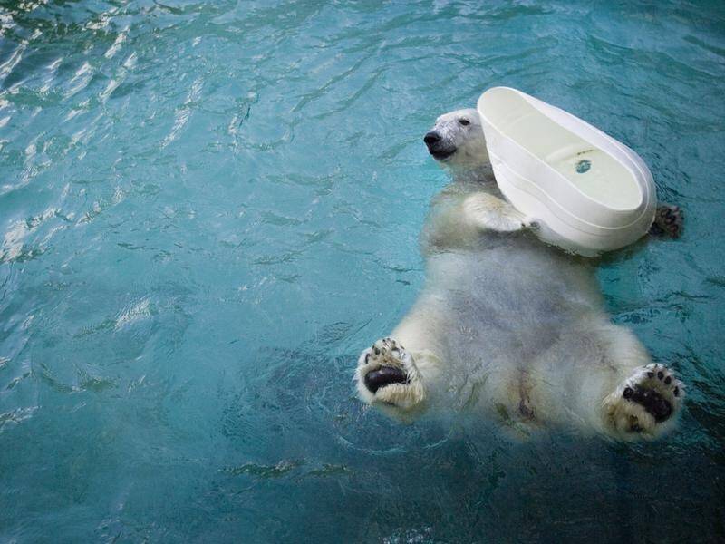 Coldilocks, the oldest polar bear in US captivity, has died aged 37.