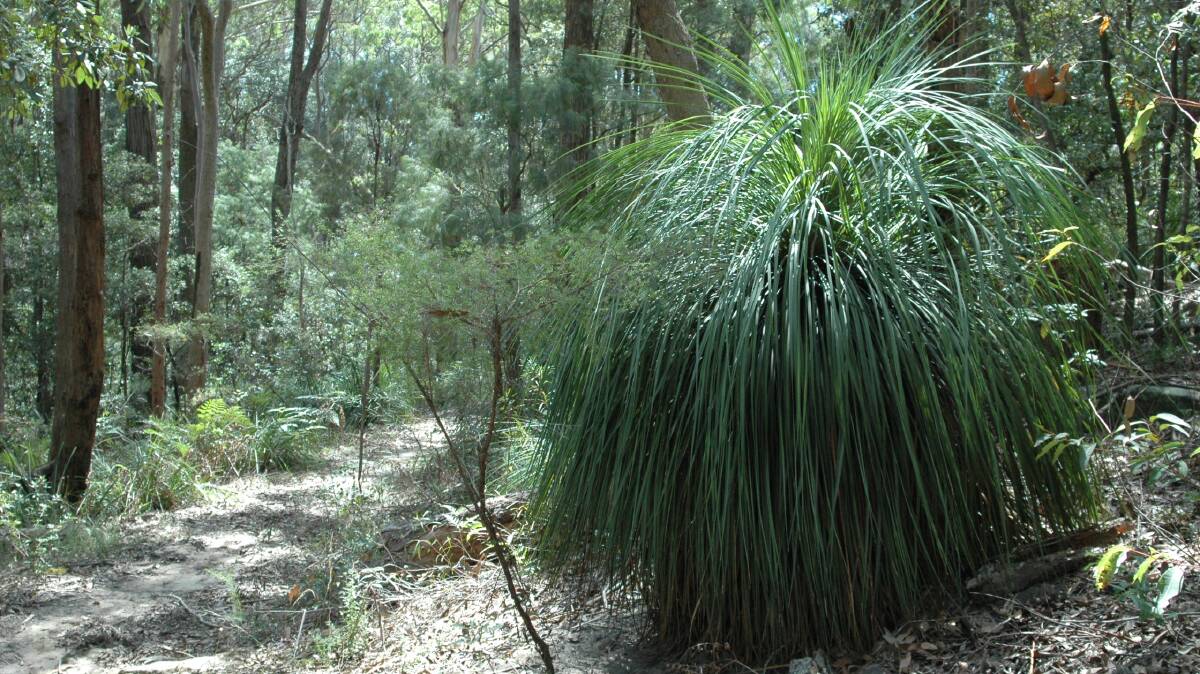  Week 1: The Forest Grass Tree (Xanthorrhoea media). Picture: Lachlan Turner 