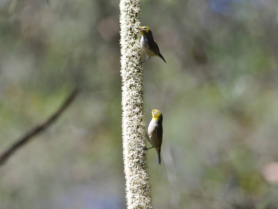  Week 1: Native birds, the Silvereyes (sometimes shortened to White-eye) feeding off the nectar of a Forest Grass Tree. Picture: Lachlan Turner