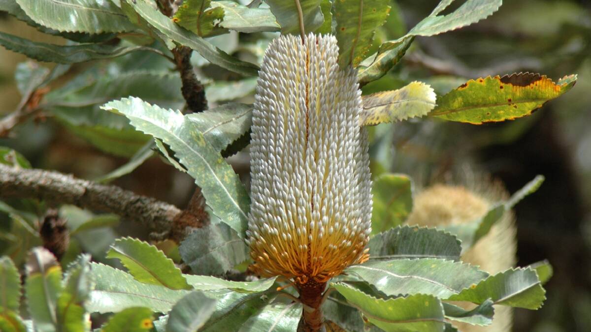 Week 2: Pictured is the Old Man Banksia, shot by Lachlan Turner.