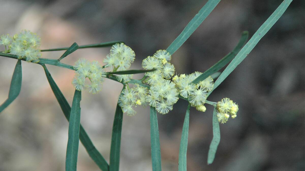 Week 4: Pictured is the Flax-leafed Wattle (Acacia linifolia), photographed by Lachlan Turner.