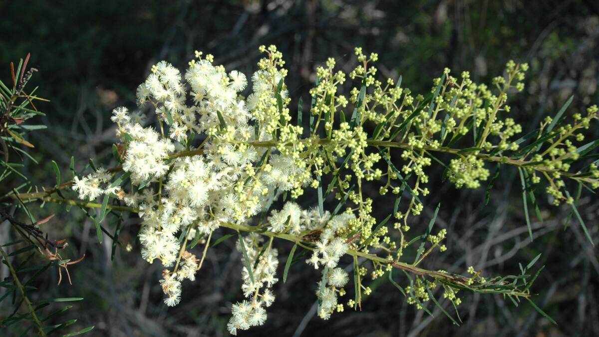 Week 4: Pictured is the Flax-leafed Wattle (Acacia linifolia), photographed by Lachlan Turner.
