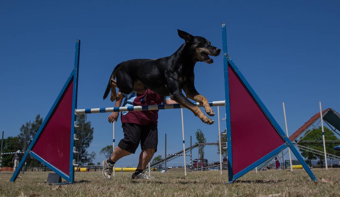 An eager kelpie tears around the agility course. Picture: Geoff Jones