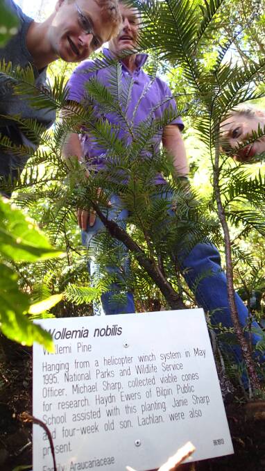 Lachlan, Michael and Janie Sharp plant a Wollemi pine on October 1 at Mount Tomah.