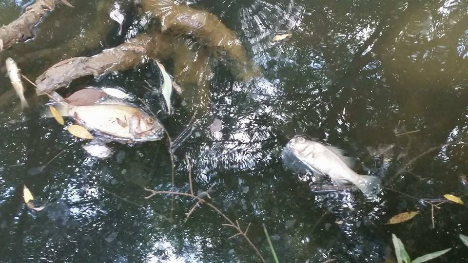 Dead fish found in the creek.