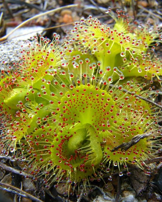 There will be plant sales, information sessions, displays and documents screening at this weekend's annual Carnivorous Plant Fair at the Blue Mountains Botanic Gardens.