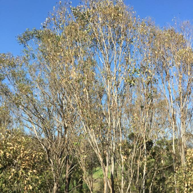 Grey box trees infested with psyllids on Richmond-Blacktown Road.