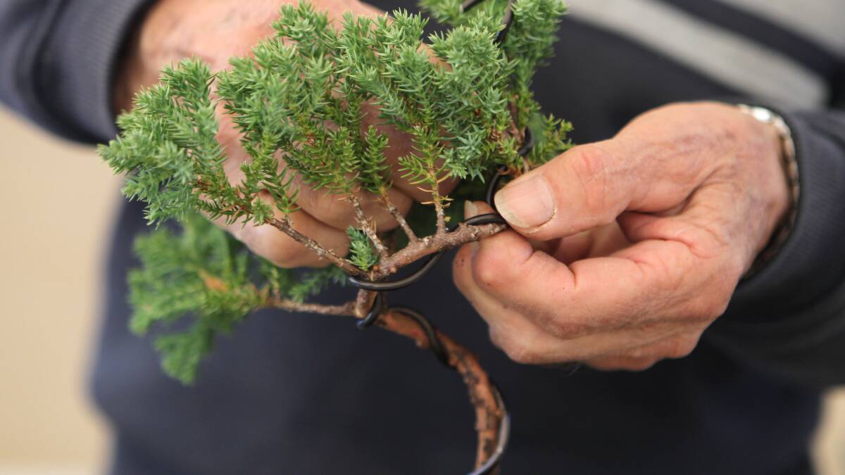 Extra: Bonsai step-by-step with Dural expert Ray Nesci