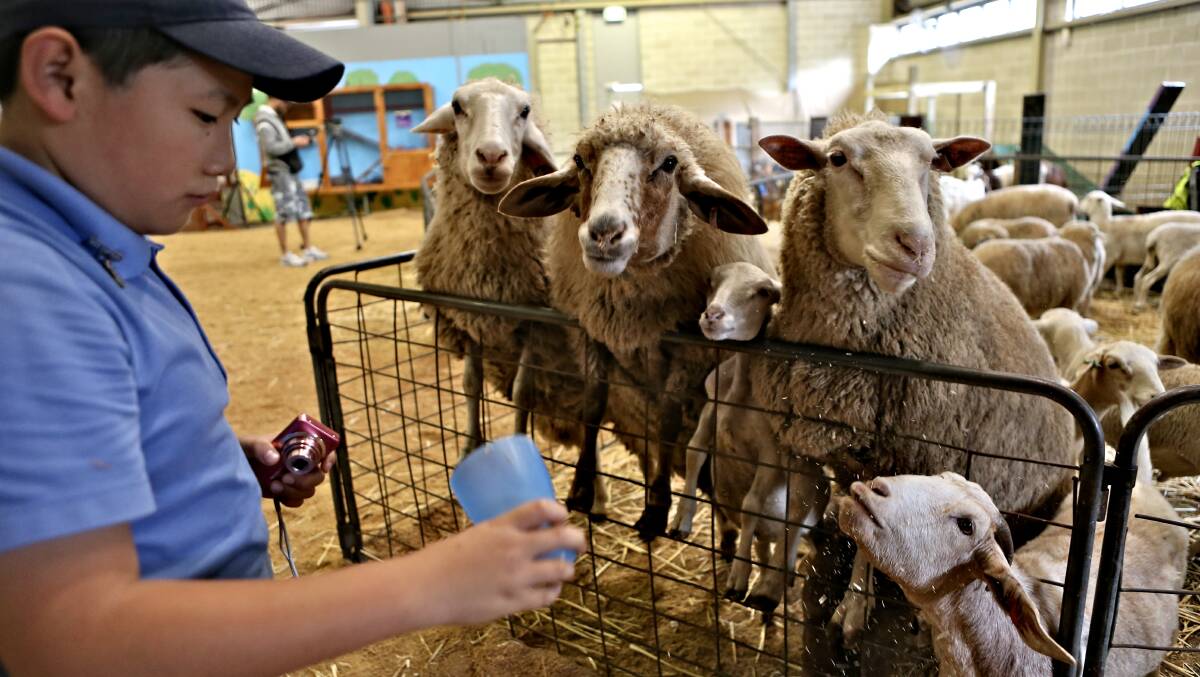  James Chin from Auburn primary school looks at his empty cup of feed as the sheep and goats ask for more at the Royal Easter Show. Picture: Brendan Esposito

