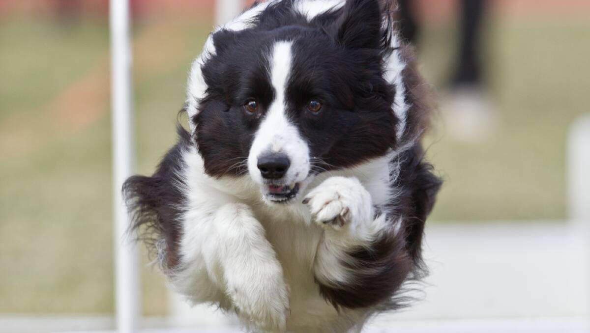 Flyball action from the 2014 Hawkesbury Show. Picture by Geoff Jones