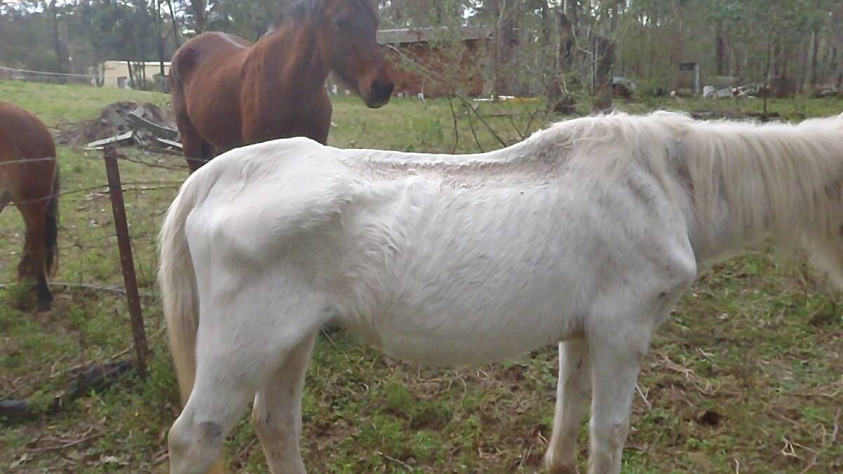 This pony was in a bad way when found by RSPCA inspectors last year. It had to be later euthanised.