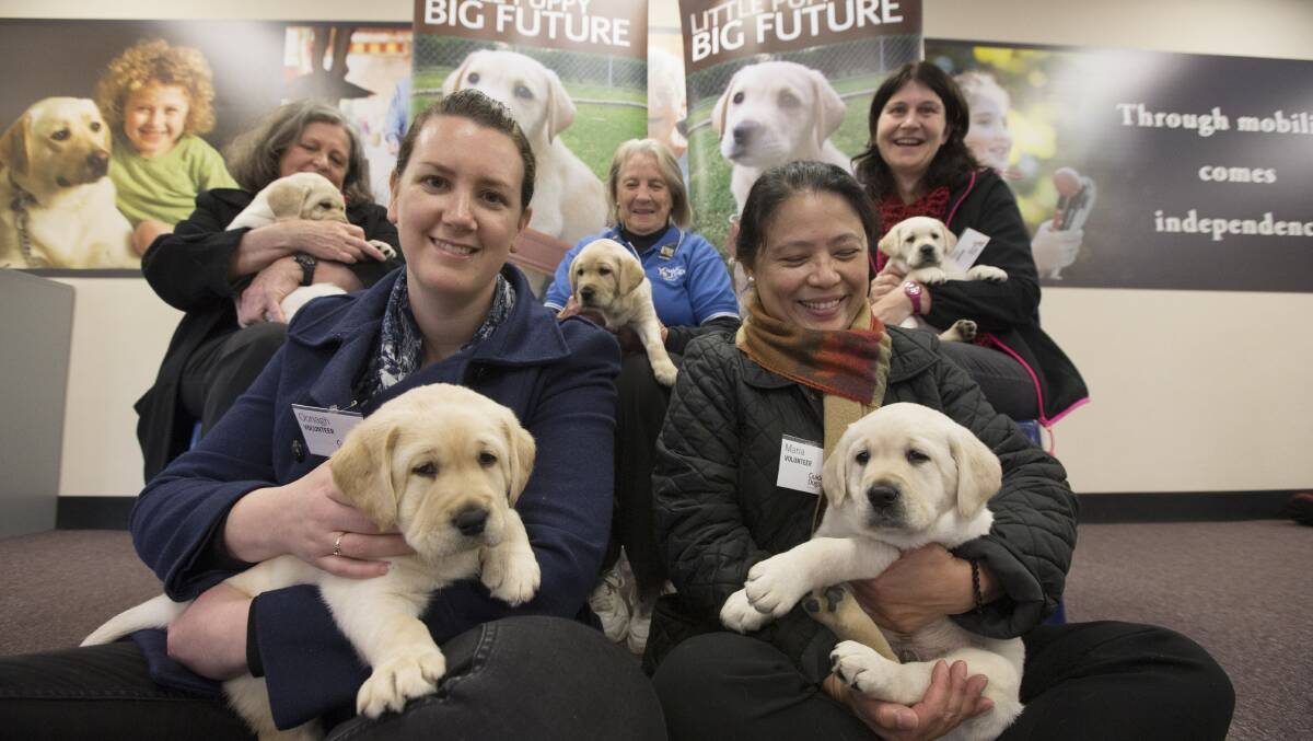 Precious pups:  Volunteers, from back left, Penny Tucker, Anne Murray, Nerida Shankleton, and front from left, Maria Polintan and Oonagh Gallagher, with, each with one of the six-week-old pups they will train.  Picture: Geoff Jones