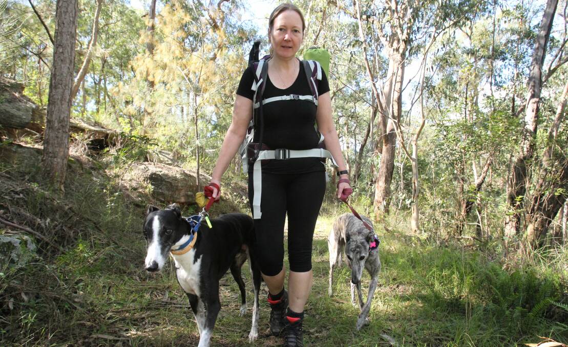 Walking for greyhounds: Peta Akester, with her dogs, Bouncer, left, and Ivy, in training for the 223-kilometre trek along the Larapinta Trail. Picture: Gene Ramirez