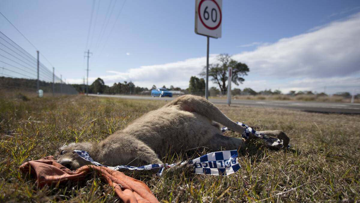 One of the dead kangaroos, with its limbs bound on the side of Londonderry Road.  Picture: Geoff Jones