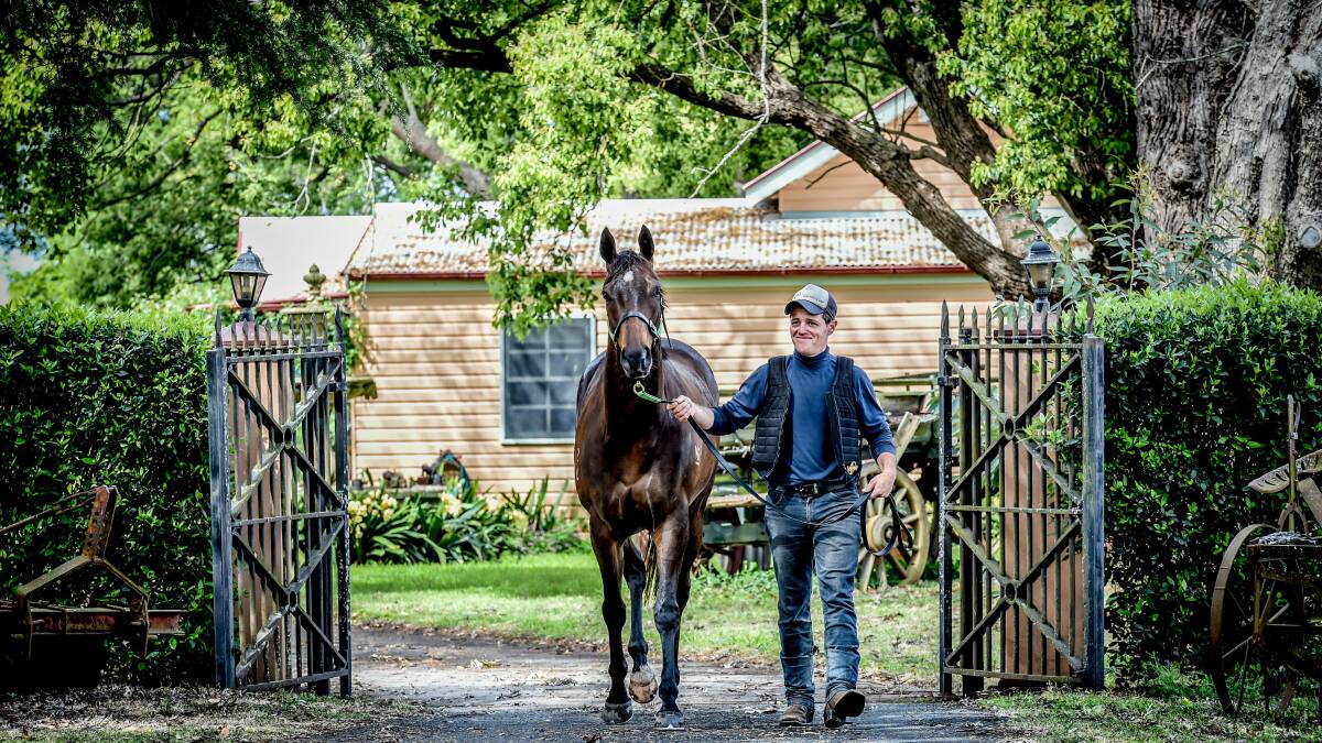 Jason Attard leads Sons of John around his stables last week, before the talented horse contested the Epsom Handicap and finished third. Picture: Brendan Esposito