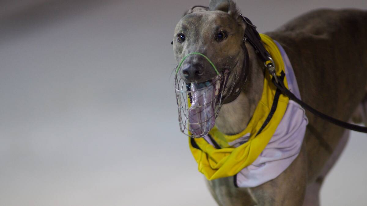 Wayne Billett thinks Hawkesbury greyhounds back on track