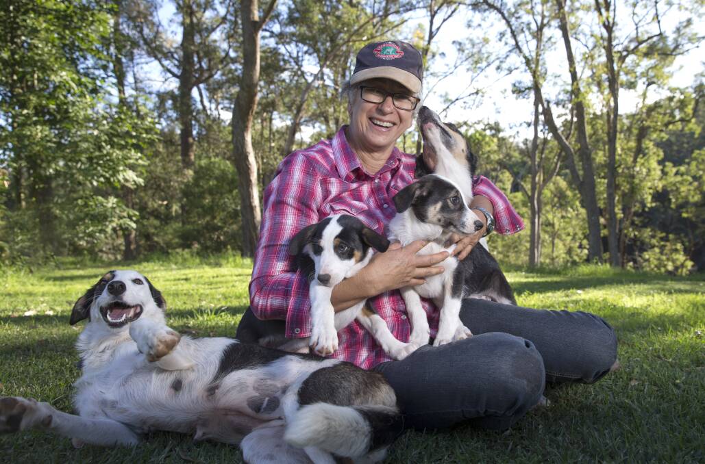 Trialler: Leigh Foster with some of her border collies, which she uses to herd sheep. Picture: Geoff Jones