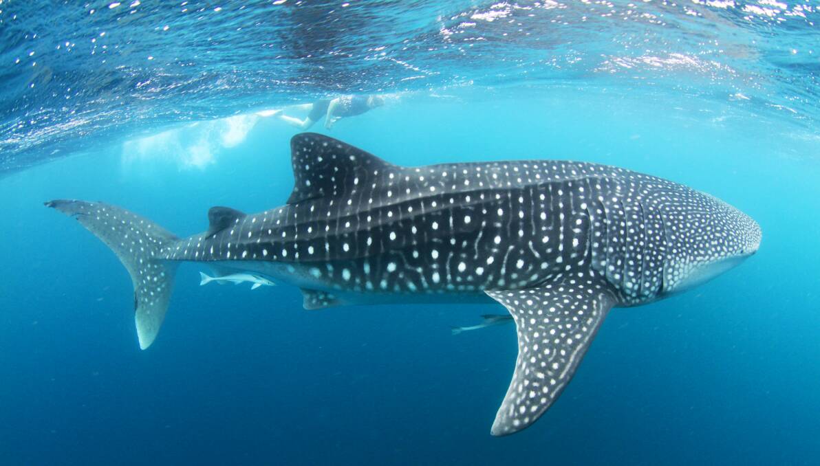 UP CLOSE WITH A WHALE SHARK | "Just elegant and graceful. Yeah, a real buzz, a real privilege." At Ningaloo Reef, in Western Australia.