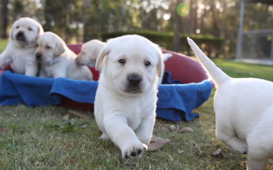 Guide Dogs looking for puppy carers