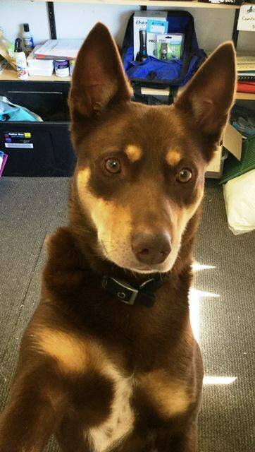 GUARD DOG: Bandit the Kelpie chased would be thieves off the property of a stock feed business in Richmond on Saturday. Picture: Hawkesbury Police Facebook