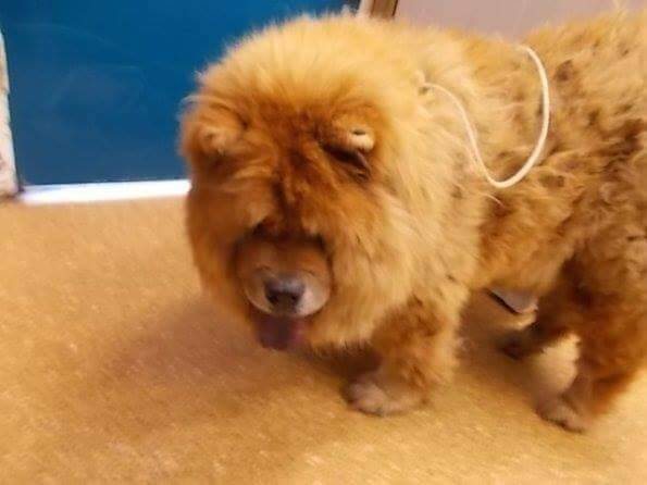 The 12-year-old Chow Chow, Bear, who died at the Hawkesbury Companion Animal Shelter. Picture: Supplied