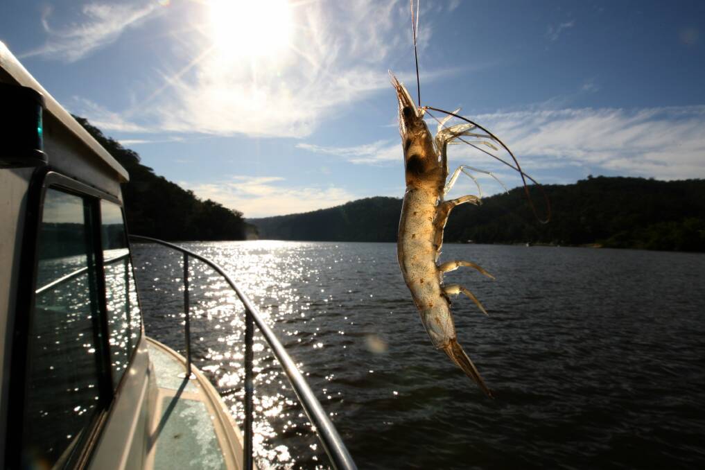 CAREFUL: A prawn caught in the Hawkesbury River. Photo: Peter Rae