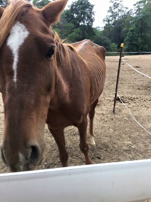 This picture was uploaded on April 25 to the Help Save the Misty Ridge Horses Facebook page. It is said to be of one of the horses on the property.