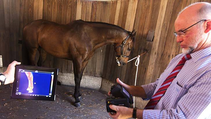 Getting the picture: Technician Sean Towner checks an image, also seen on the larger screen, of a horse's legs. Photo: James Brickwood